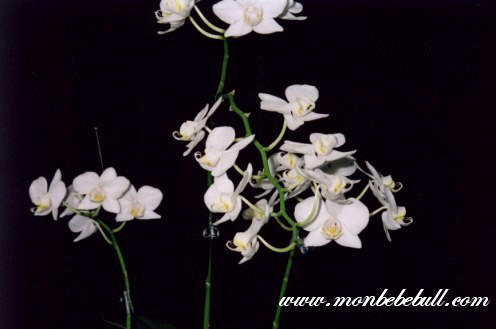Phalaenopsis 13.jpg